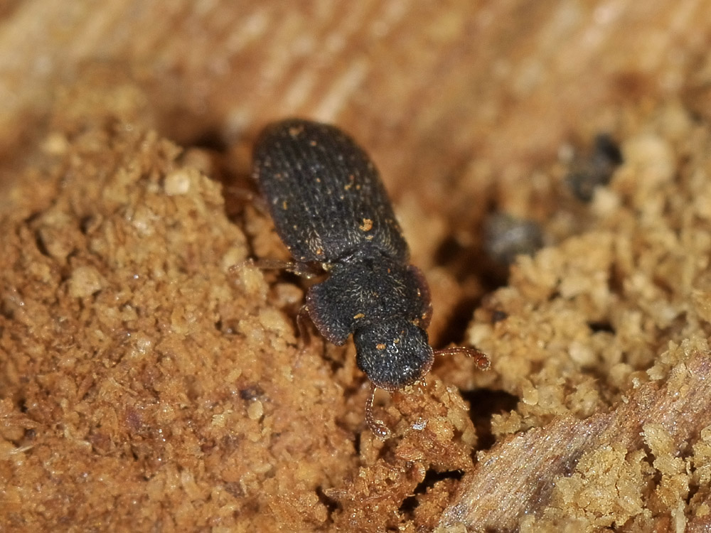 Colobicus hirtus (Zopheridae) - Avigliana (TO)